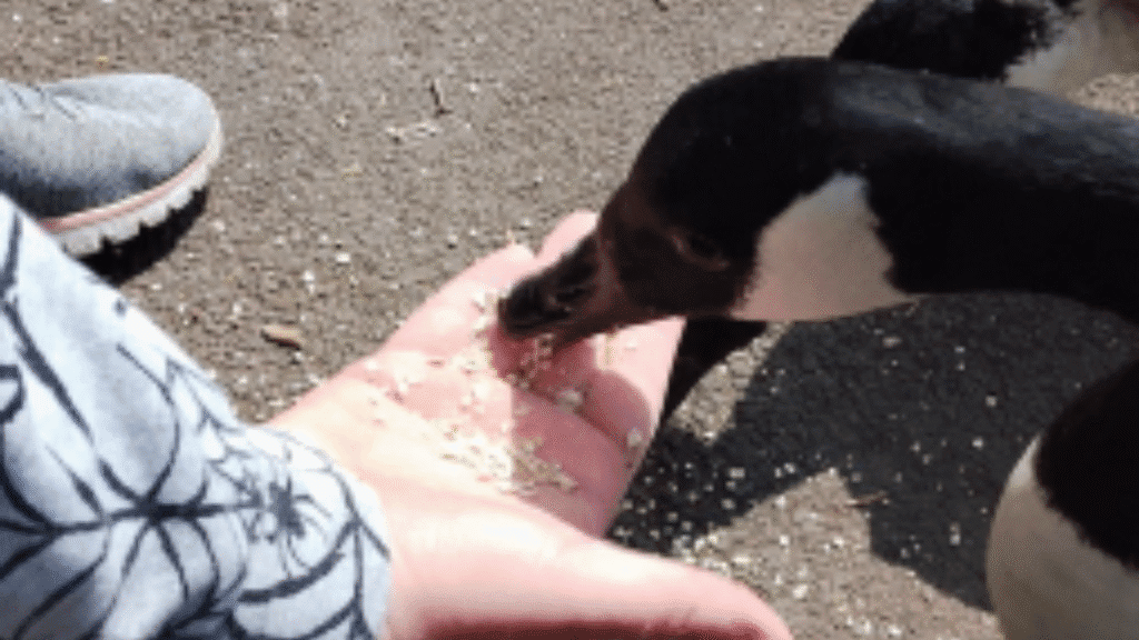 Mentor Story: From Silence to Self-Belief – Milly’s Journey into Animal Care | Nisai Learning